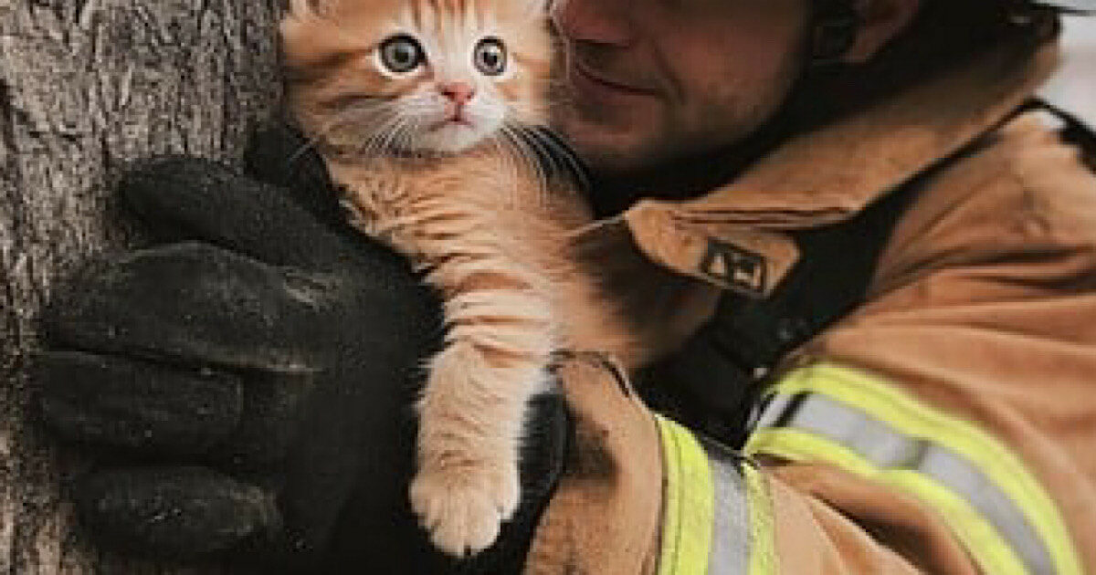 “Abbiamo trovato più di 70 gatti morti e vivi in condizioni sconcertanti. L’odore era insopportabile”: la scoperta scioccante dei Vigili del fuoco