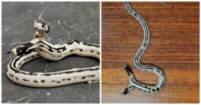 Copertina di “Il nostro serpente reale con due teste è nato e sta bene. Le probabilità di sopravvivenza sono alte”: il negozio annuncia il raro esemplare- VIDEO