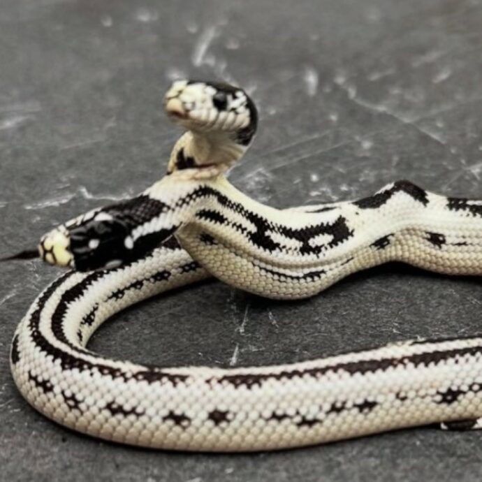 “Il nostro serpente reale con due teste è nato e sta bene. Le probabilità di sopravvivenza sono alte”: il negozio annuncia il raro esemplare- VIDEO