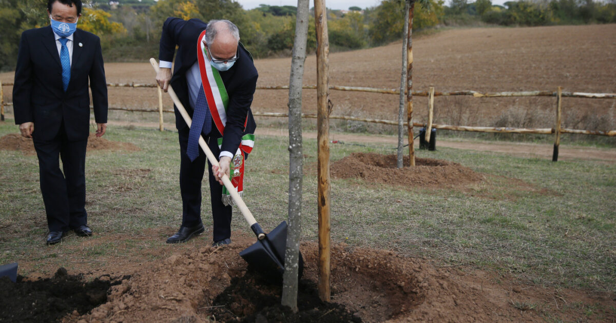 Roma corso da Ilfattoquotidiano.it a roma è in corso una strage di alberi allucinante la giunta gualtieri abbatte senza spiegare