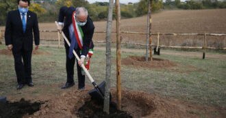 A Roma è in corso una strage di alberi allucinante: la giunta Gualtieri abbatte senza spiegare