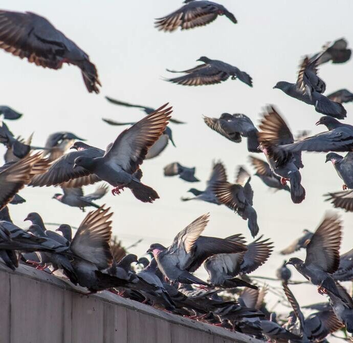 La “donna dei piccioni” semina il panico in un condominio: balconi inutilizzabili, tanfo terribile e automobili sporche. Scatta la protesta dei vicini