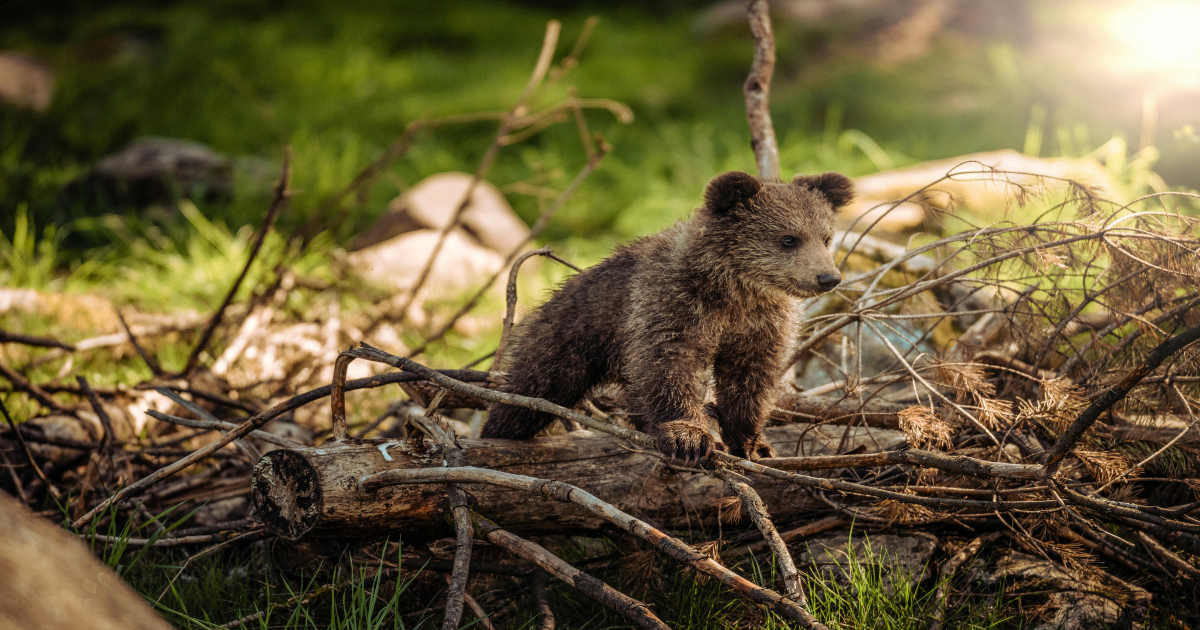 Cuccioli orso da Ilfattoquotidiano.it cuccioli di orso trovati morti a scanno in un lago artificiale la procura di sulmona apre un inchiesta