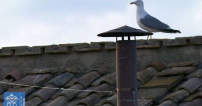 Copertina di Conclave, il gabbiano fermo vicino al comignolo diventa protagonista sui social