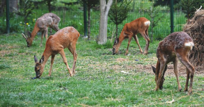 Investe un capriolo  e fugge: multa di 436