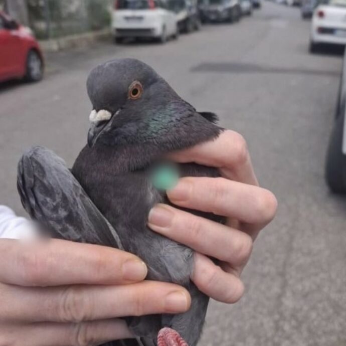 Trovano un piccione trafitto da una siringa e abbandonato in strada. La rabbia del Centro recupero animali selvatici: “Speriamo nel karma”