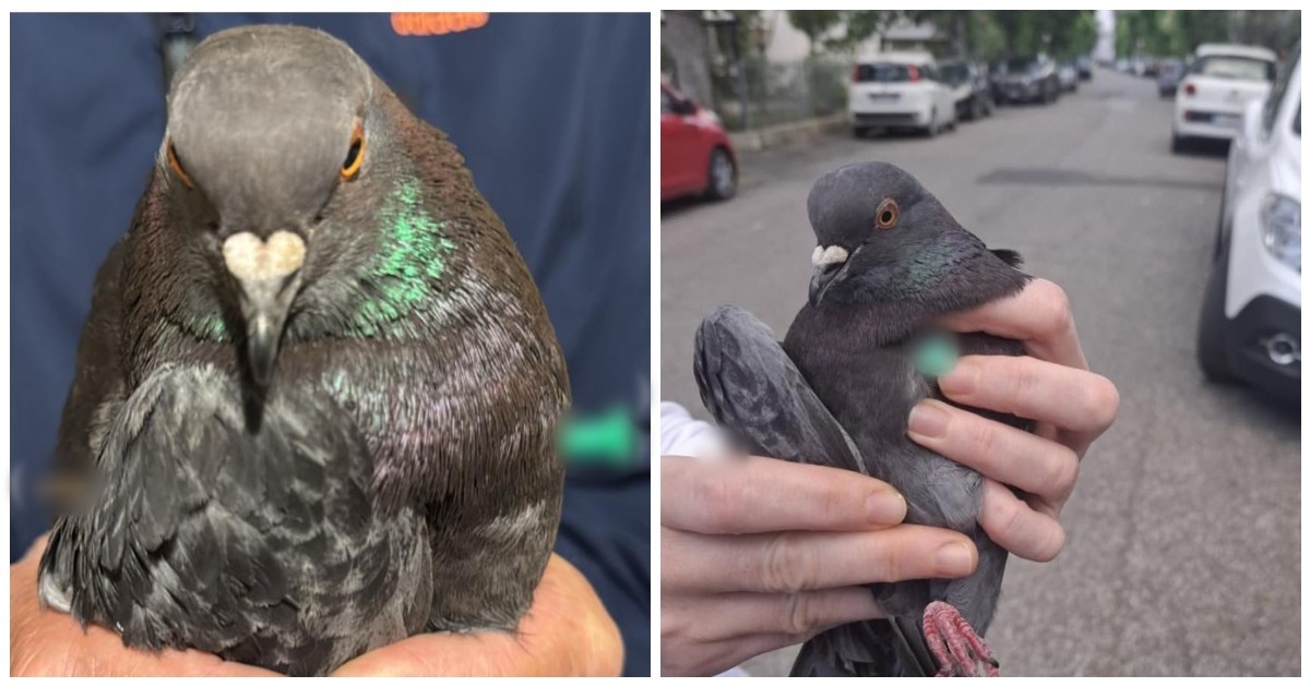Trovano piccione da Ilfattoquotidiano.it trovano un piccione trafitto da una siringa e abbandonato in strada la rabbia del centro recupero animali selvatici speriamo nel karma
