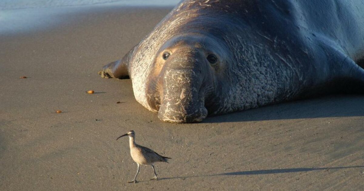 Accoltella un cucciolo di elefante marino sulla spiaggia e se ne va, l’appello della polizia: “Aiutateci a capire chi è stato e perché l’ha fatto”