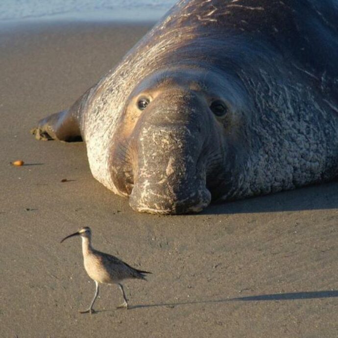 Accoltella un cucciolo di elefante marino sulla spiaggia e se ne va, l’appello della polizia: “Aiutateci a capire chi è stato e perché l’ha fatto”