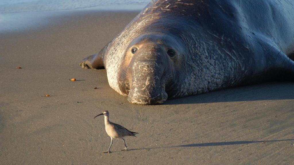Accoltella cucciolo da Ilfattoquotidiano.it accoltella un cucciolo di elefante marino sulla spiaggia e se ne va l appello della polizia aiutateci a capire chi è stato e perché l ha fatto
