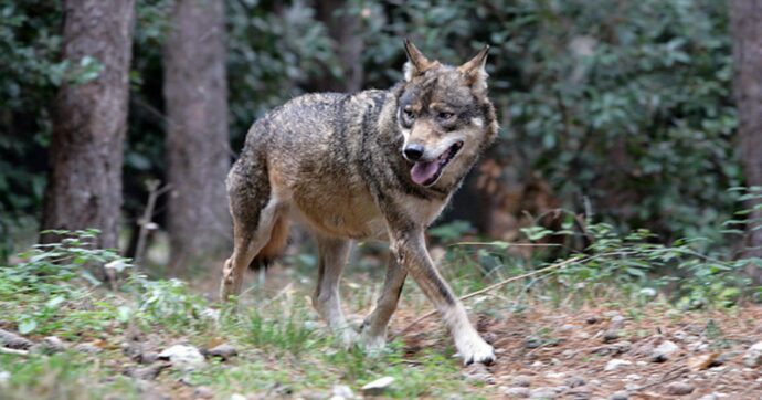 Lupi meno protetti,  il via libera dall’Europa