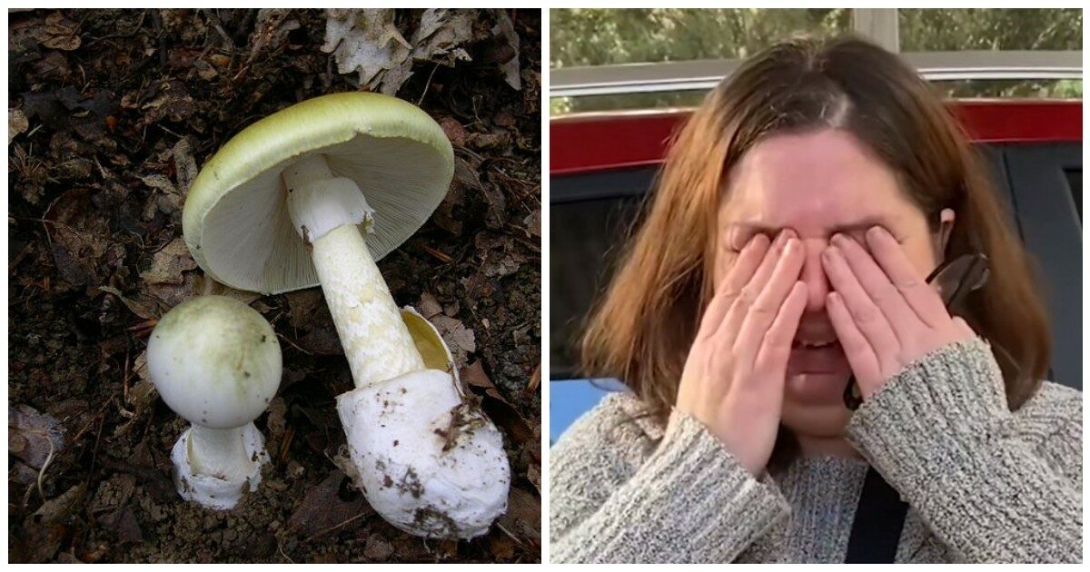 Avvelena i i parenti cucinando il filetto con funghi velenosi, poi va in ospedale ma rifiuta le cure: “Non ha voluto l’anti-veleno”