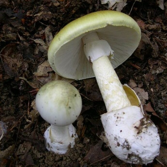 Avvelena i i parenti cucinando il filetto con funghi velenosi, poi va in ospedale ma rifiuta le cure: “Non ha voluto l’anti-veleno”