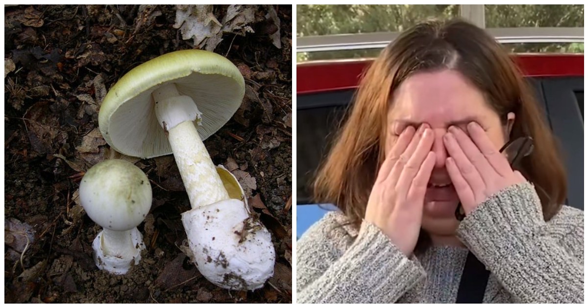 Avvelena i i parenti cucinando il filetto con funghi velenosi, poi va in ospedale ma rifiuta le cure: “Non ha voluto l’anti-veleno”