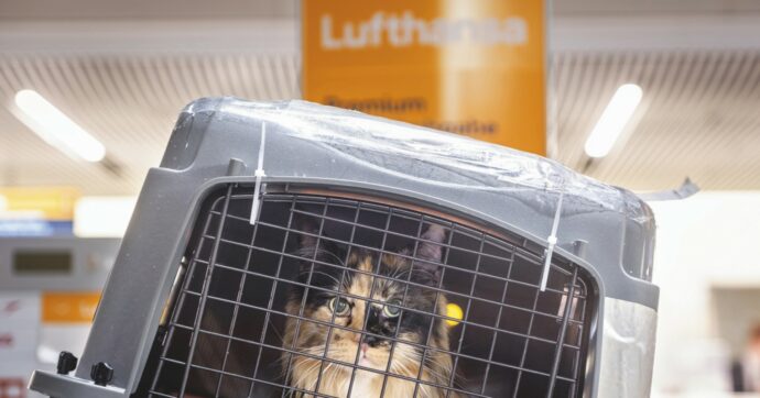 Aerei, tutti i cani e gatti possono stare in cabina