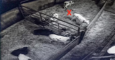 Copertina di “La sera stavano bene, la mattina li trovavamo moribondi. Poi la scoperta choc: un uomo faceva sesso con i vitelli di notte e li strangolava”: il trauma di Ian e Tracey