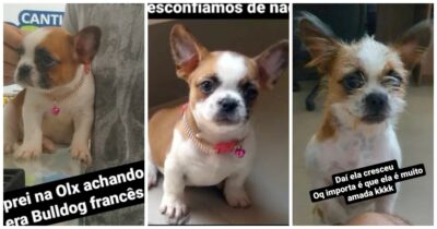 Copertina di Compra un cucciolo di Bulldog francese online ma le arriva un “fiapo de manga”: “Una truffa, ma è adorabile”. La storia di Natalia e di Pandora