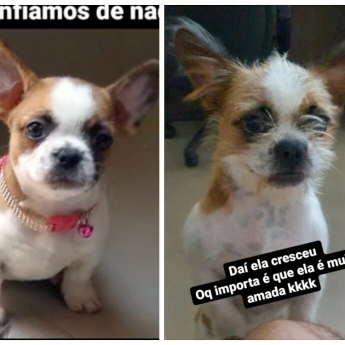 Compra un cucciolo di Bulldog francese online ma le arriva un “fiapo de manga”: “Una truffa, ma è adorabile”. La storia di Natalia e di Pandora
