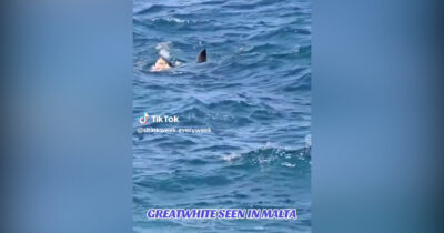 Copertina di Mako, smeriglio o squalo bianco? Dubbi sull’avvistamento a Malta vicino alla riva – Video