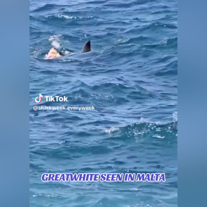 Mako, smeriglio o squalo bianco? Dubbi sull’avvistamento a Malta vicino alla riva – Video