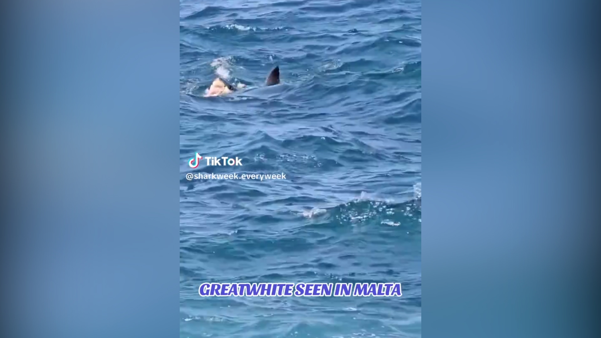 Mako, smeriglio o squalo bianco? Dubbi sull’avvistamento a Malta vicino alla riva – Video Mako, smeriglio o squalo bianco? Dubbi sull’avvistamento a Malta vicino alla riva – Video