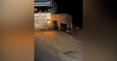 Copertina di Cucciolo di elefante ucciso da un camion: così la mamma blocca la strada e cerca di spostare il tir – Video