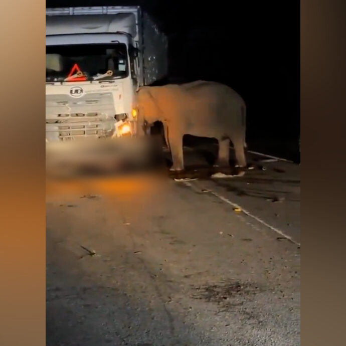 Cucciolo di elefante ucciso da un camion: così la mamma blocca la strada e cerca di spostare il tir – Video
