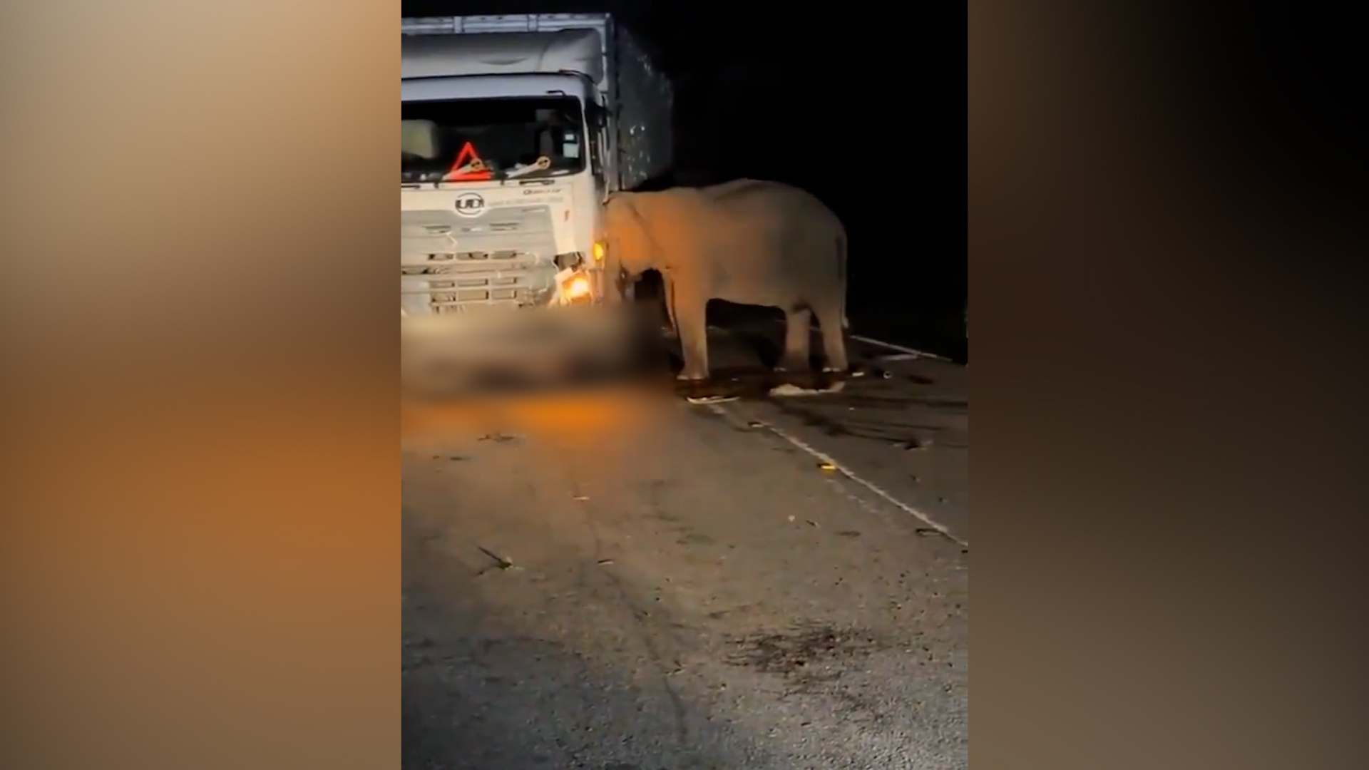 cucciolo di elefante ucciso da un camion così la mamma blocca la strada e cerca di spostare il tir – video da Ilfattoquotidiano.it cucciolo di elefante ucciso da un camion così la mamma blocca la strada e cerca di spostare il tir – video