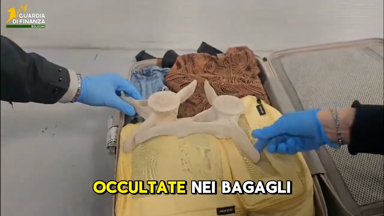 Nasconde in valigia due vertebre di delfino: multato un passeggero di ritorno da Capo Verde – Video Nasconde in valigia due vertebre di delfino: multato un passeggero di ritorno da Capo Verde – Video