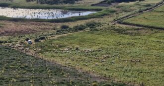 Copertina di Pascolo abusivo nella Riserva naturale Lago soprano: più di cento tra capre e pecore. La video-denuncia del Wwf