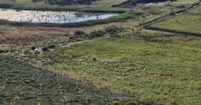 Copertina di Pascolo abusivo nella Riserva naturale Lago soprano: più di cento tra capre e pecore. La video-denuncia del Wwf