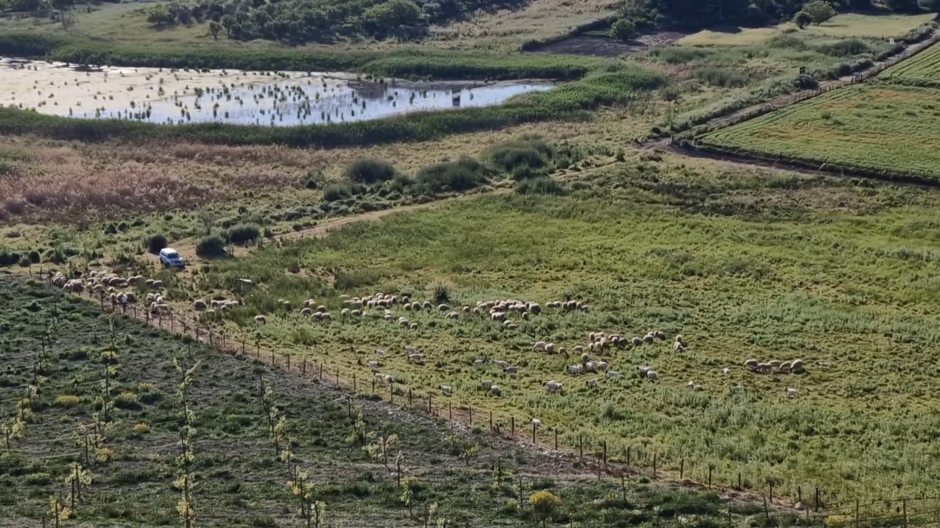 pascolo abusivo nella riserva naturale lago soprano più di cento tra capre e pecore la videodenuncia del wwf da Ilfattoquotidiano.it pascolo abusivo nella riserva naturale lago soprano più di cento tra capre e pecore la videodenuncia del wwf