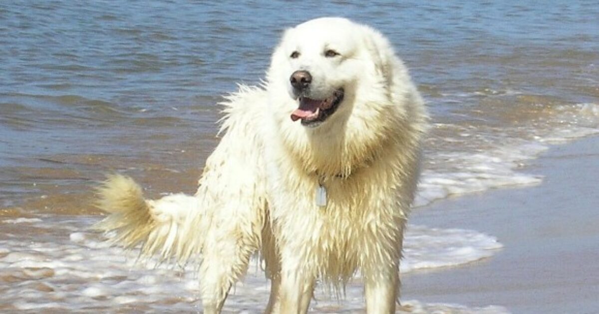 prendono un cane ma non sono in grado di gestirlo e lo riportano al canile il sindaco gli vieta di prenderne un altro per due anni prima di prendere un animale bisogna conoscerne le caratteristiche da Ilfattoquotidiano.it prendono un cane ma non sono in grado di gestirlo e lo riportano al canile il sindaco gli vieta di prenderne un altro per due anni prima di prendere un animale bisogna conoscerne le caratteristiche