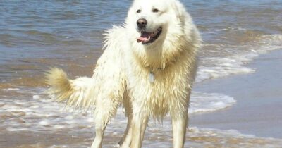 Copertina di Prendono un cane ma non sono in grado di gestirlo e lo riportano al canile. Il sindaco gli vieta di prenderne un altro per due anni: “Prima di prendere un animale bisogna conoscerne le caratteristiche”