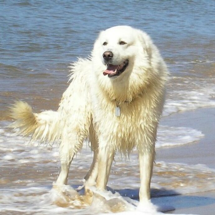 Prendono un cane ma non sono in grado di gestirlo e lo riportano al canile. Il sindaco gli vieta di prenderne un altro per due anni: “Prima di prendere un animale bisogna conoscerne le caratteristiche”
