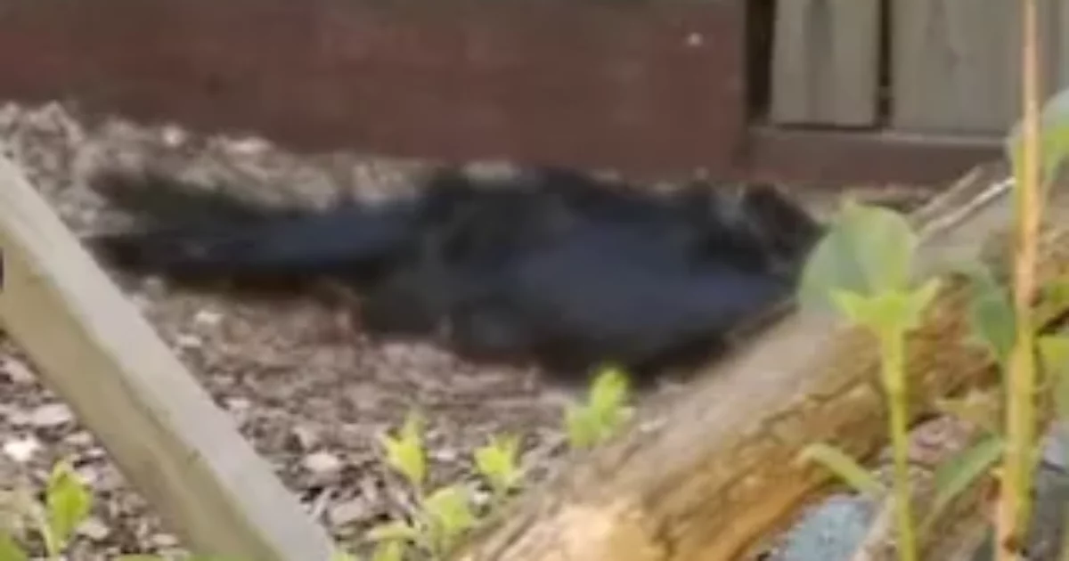 “Gli uccelli esplodono in cielo e cadono a terra morti. È davvero violento, non capiamo cosa stia succedendo”: è caccia al serial killer di volatili