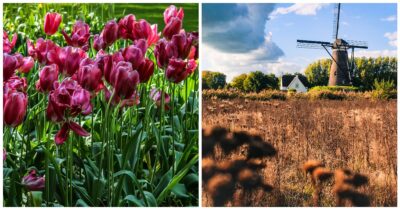Copertina di Olanda insolita, non solo Amsterdam: la nostra guida per un week-end tra mulini, tulipani, il villaggio di Van Gogh e Eindhoven