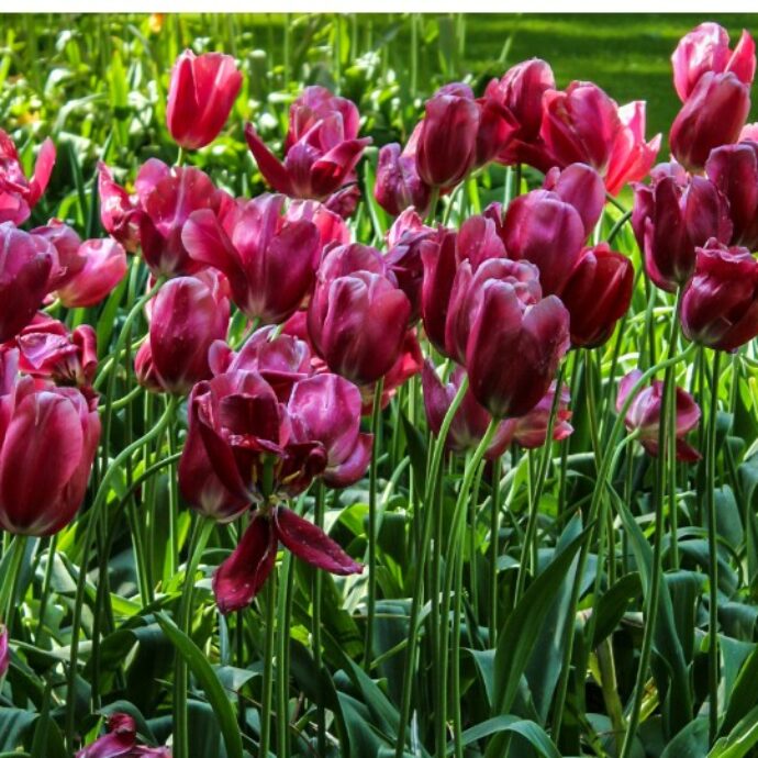 Olanda insolita, non solo Amsterdam: la nostra guida per un week-end tra mulini, tulipani, il villaggio di Van Gogh e Eindhoven