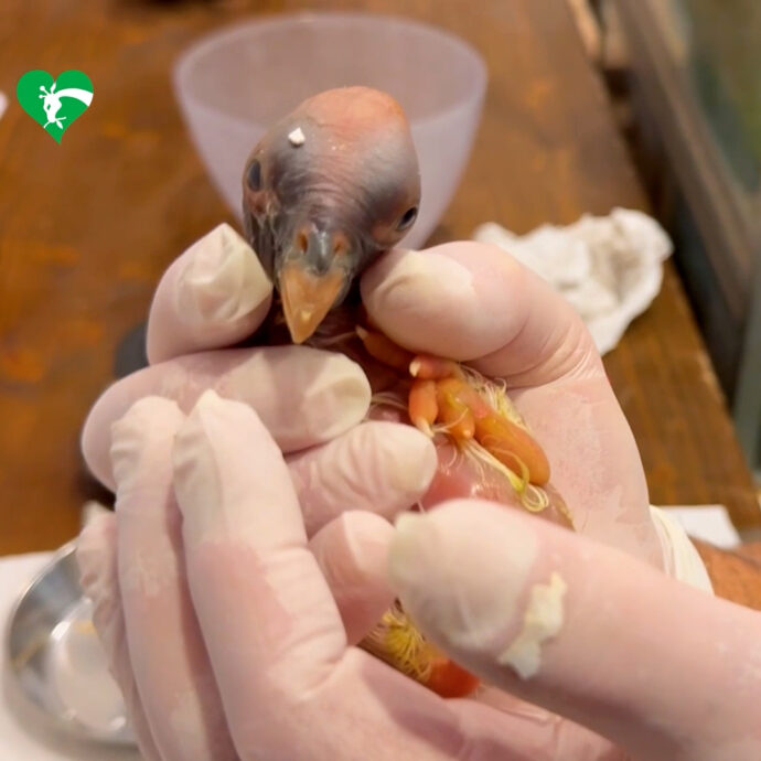 L’incredibile nascita al Bioparco di Roma: si schiude un uovo di avvoltoio Papa nel giorno dell’elezione di Leone XIV