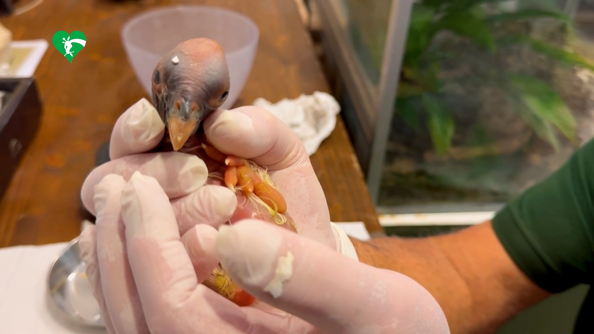 L’incredibile nascita al Bioparco di Roma: si schiude un uovo di avvoltoio Papa nel giorno dell’elezione di Leone XIV L’incredibile nascita al Bioparco di Roma: si schiude un uovo di avvoltoio Papa nel giorno dell’elezione di Leone XIV