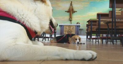 Copertina di Vietato ingresso in chiesa ai quadrupedi: “Tutta colpa dei padroni incivili”