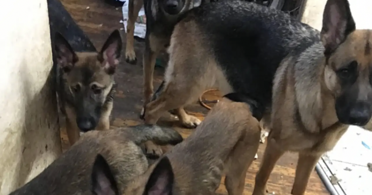 Chiusi da tutta la vita in un appartamento piccolo e sporco, 40 cani trovati in condizioni “inquietanti”: “Vivevano dentro gli armadi, in totale reclusione”