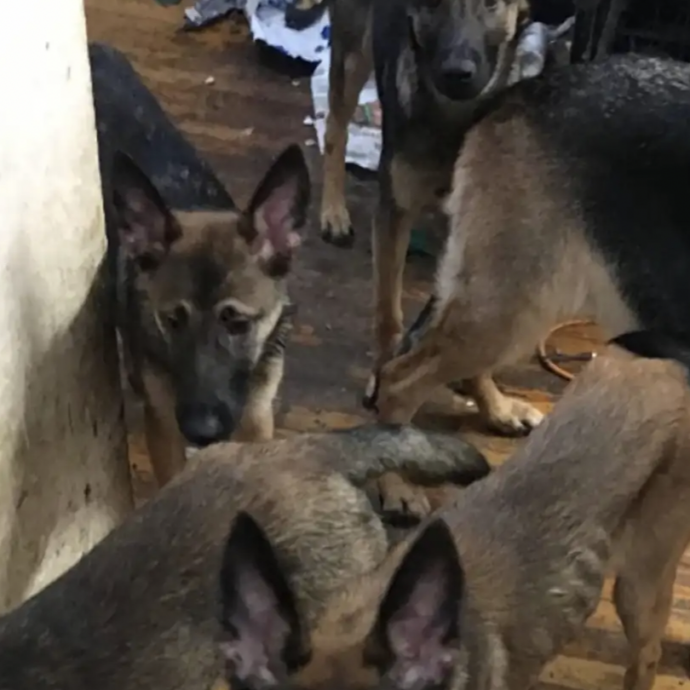 Chiusi da tutta la vita in un appartamento piccolo e sporco, 40 cani trovati in condizioni “inquietanti”: “Vivevano dentro gli armadi, in totale reclusione”