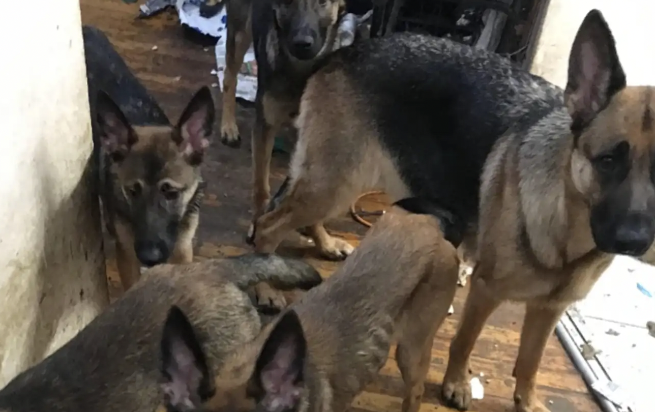 chiusi da tutta la vita in un appartamento piccolo e sporco 40 cani trovati in condizioni inquietanti vivevano dentro gli armadi in totale reclusione da Ilfattoquotidiano.it chiusi da tutta la vita in un appartamento piccolo e sporco 40 cani trovati in condizioni inquietanti vivevano dentro gli armadi in totale reclusione