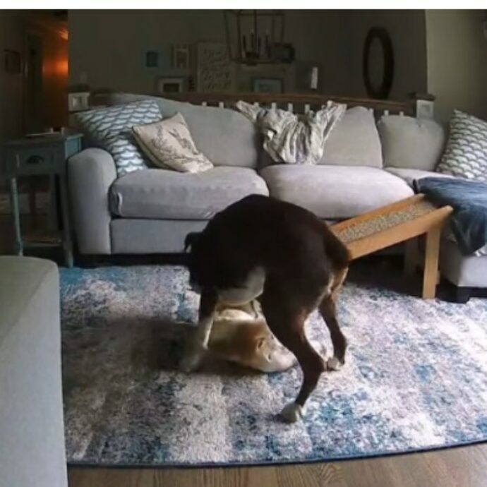 Telecamera di sorveglianza riprende un boxer mentre salva la vita a un bulldog francese, in preda a una grave crisi epilettica – VIDEO