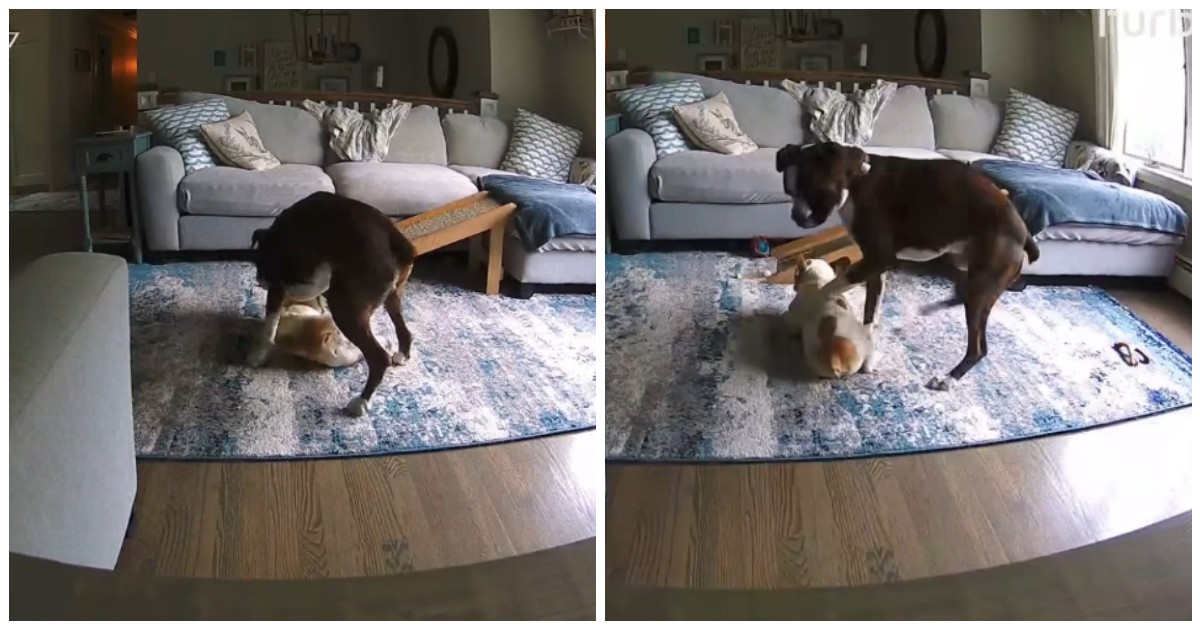 telecamera di sorveglianza riprende un boxer mentre salva la vita a un bulldog francese in preda a una grave crisi epilettica – video