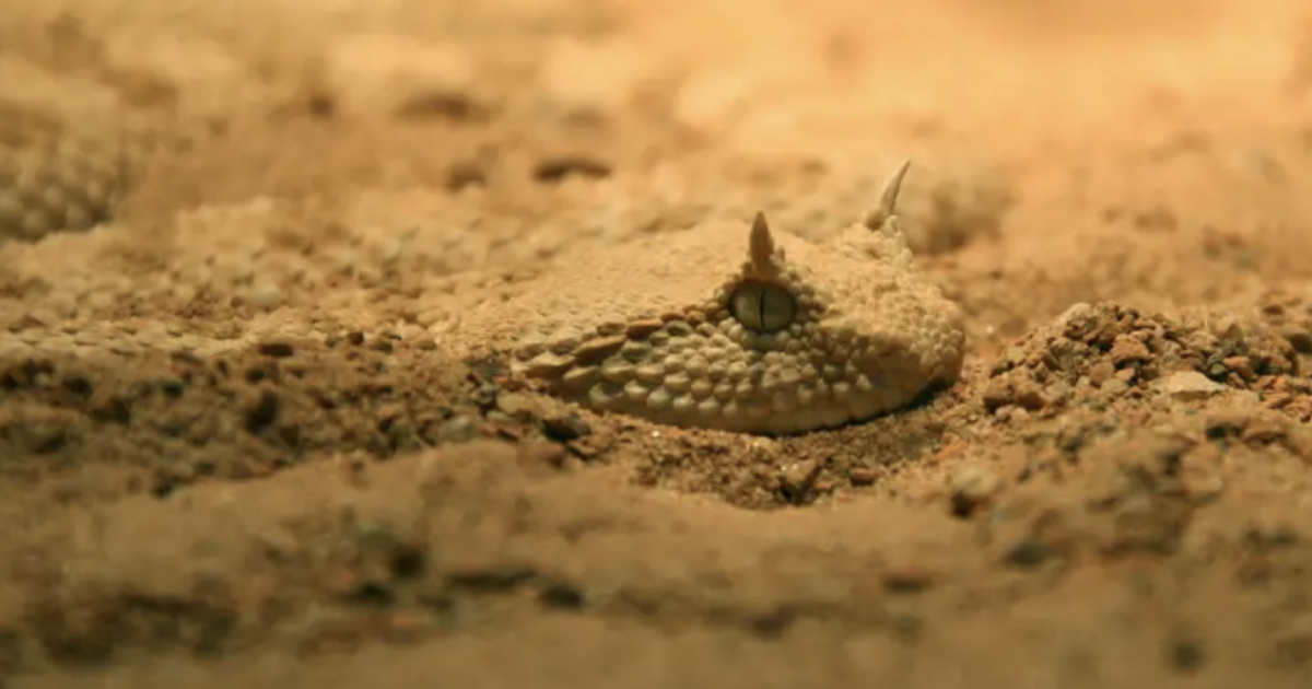 Tiene in casa una velenosissima ‘vipera della sabbia’ che lo morde: la corsa in pronto soccorso finisce con una multa di 4.500 euro