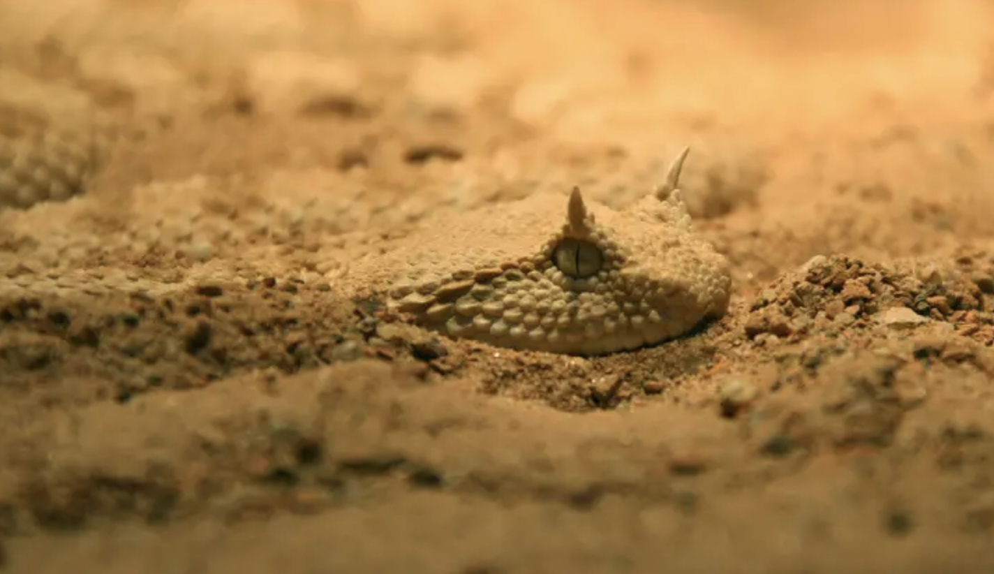 Tiene in casa una velenosissima ‘vipera della sabbia’ che lo morde: la corsa in pronto soccorso finisce con una multa di 4.500 euro Tiene in casa una velenosissima ‘vipera della sabbia’ che lo morde: la corsa in pronto soccorso finisce con una multa di 4.500 euro