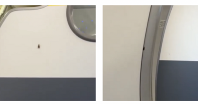 Copertina di “È stato un volo disgustoso, non prenderò mai più un aereo di questa compagnia”: il video con gli scarafaggi che scorrazzano in cabina è virale