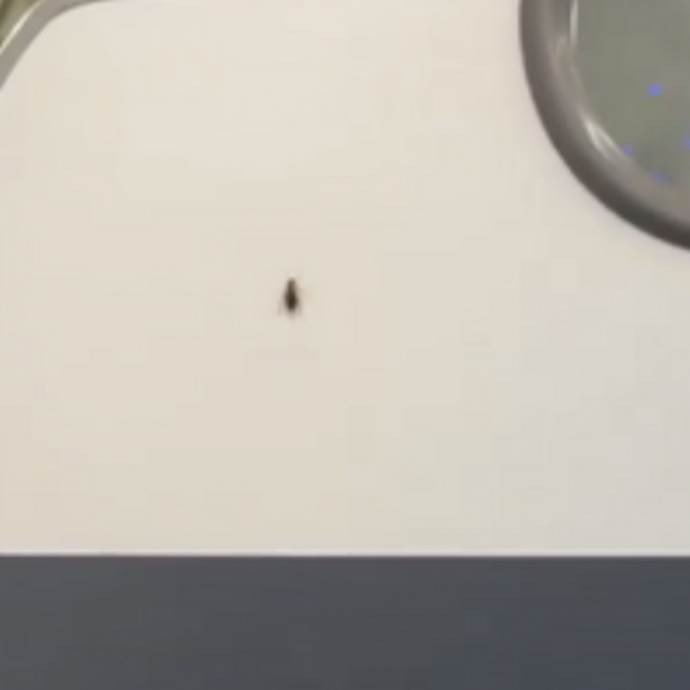 “È stato un volo disgustoso, non prenderò mai più un aereo di questa compagnia”: il video con gli scarafaggi che scorrazzano in cabina è virale
